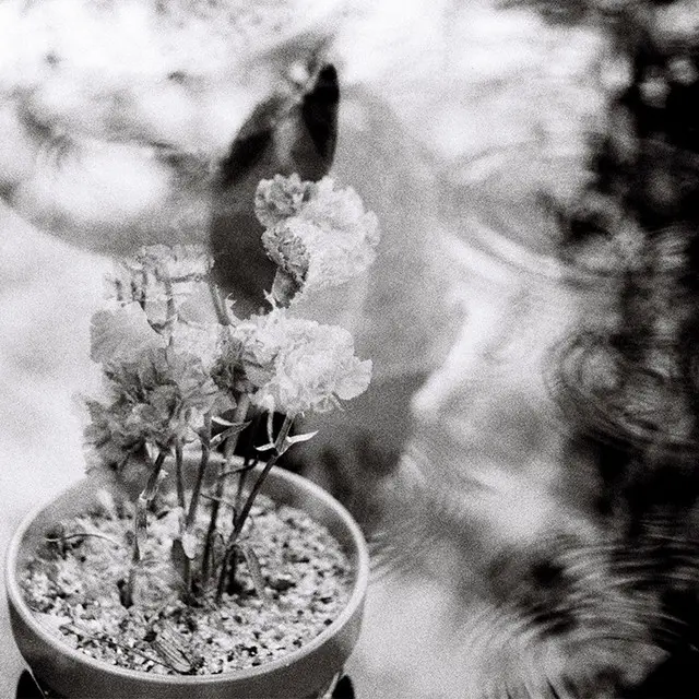 Filipe Furtado - Cravos